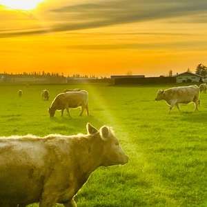 Meet your Posher, Ivy